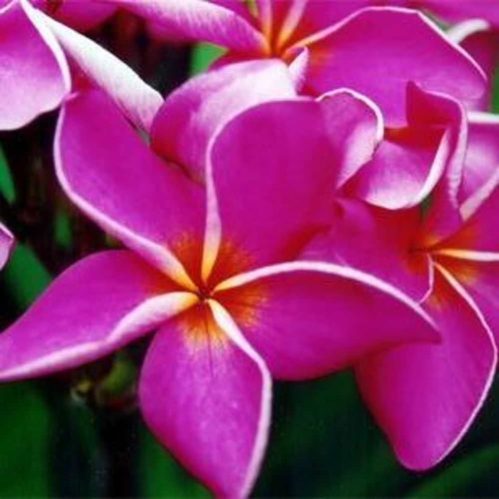 Meet your Posher, Rowena